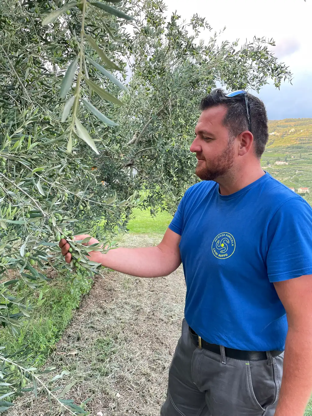 Luigi Ruffo controlla il suo oliveto biologico