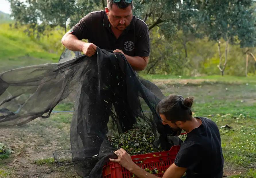 Luigi-Ruffo-raccolta-olive