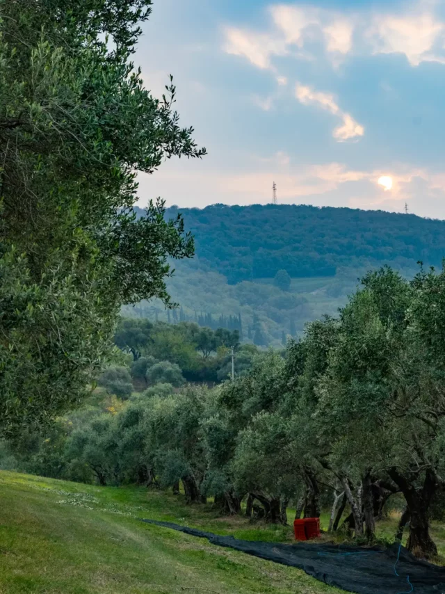 Oliveto biologico a Montorio