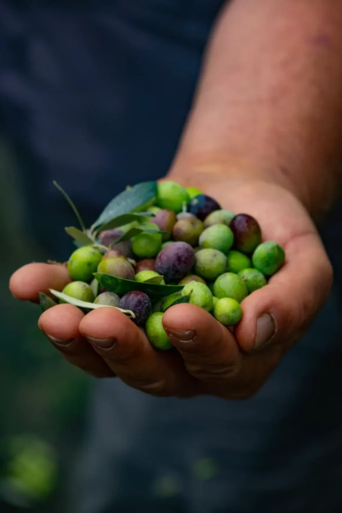 Mano di Luigi Ruffo che tiene delle olive biologiche